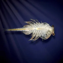 VALUVIC Aqua Dragons - Habitat marino con LED