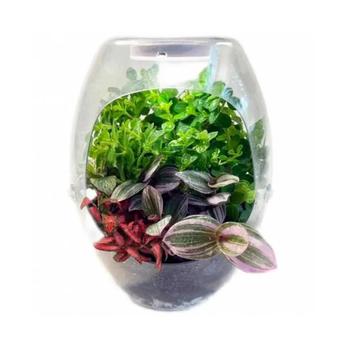 CEFA Toys - Terrario educativo con luz y libro guía Botani Plus ㅤ