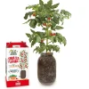 GARDEN POCKET Kit de cultivo de tomate Cherry orgánico para interior