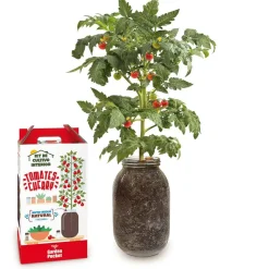 GARDEN POCKET Kit de cultivo de tomate Cherry orgánico para interior