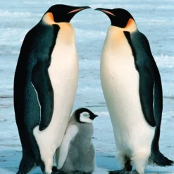 WWF - Pingüinos - Puzzle 100 piezas* Steam